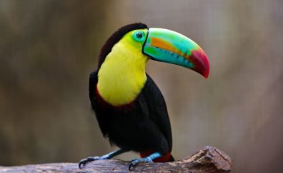 Beautiful Bird Toucan