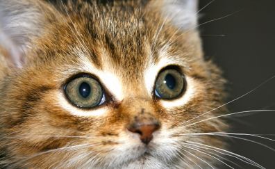 Kitten, small cat, muzzle, eyes, fur, pet