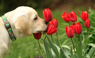 Dog, red tulip flowers