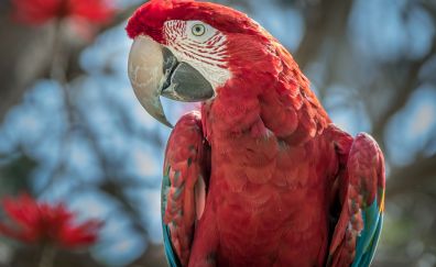 Red green macaw, parrot