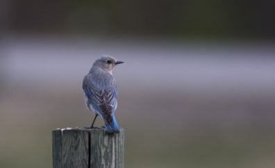 Bluebird, sitting on wood log