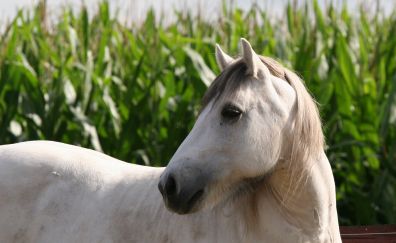 White horse, animal, farm