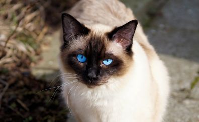 Siamese cat, pet animal, blue eyes