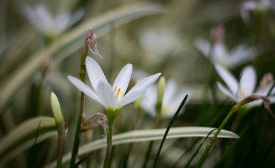 White crocus, flowers, grass, bloom 