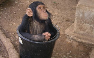 Monkey, animal, in bucket, play