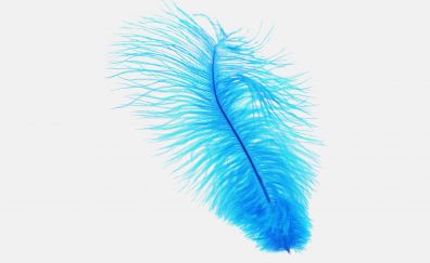 Blue feather artwork