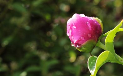 Pink rose, bud, flowers, drops