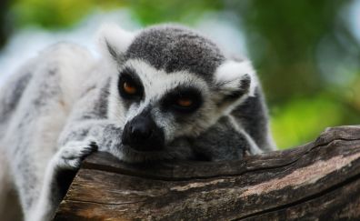 Lemur, rest, relaxed, mood