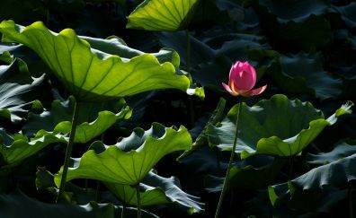 Pink Lotus flower bud