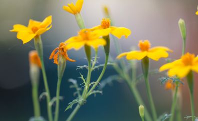 Yellow wild flowers, blur, close up, plants