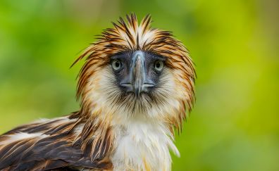 Philippine eagle bird muzzle, beak, predator