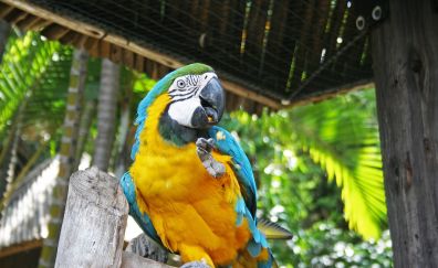 Macaw parrot, colorful bird, eating