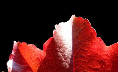 Maple red leaf, close up