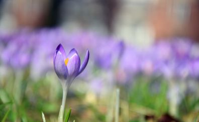 Crocus, purple, single flower, blur