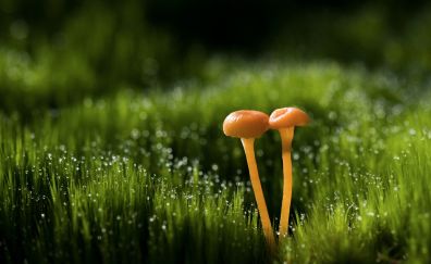 Mushroom in grass field