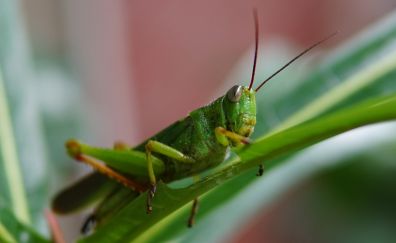 Grasshopper, insect, close up
