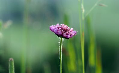Lone pink flower, meadow, blur