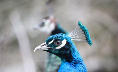 Peacock bird, blur, muzzle
