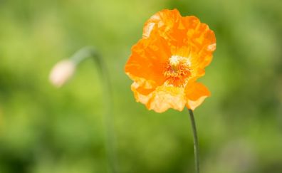 Yellow poppy flower, close up, blur