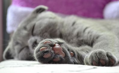 Cat's paw, sleep, pet