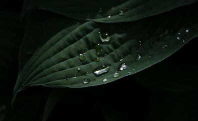 Leaf, green, water drops