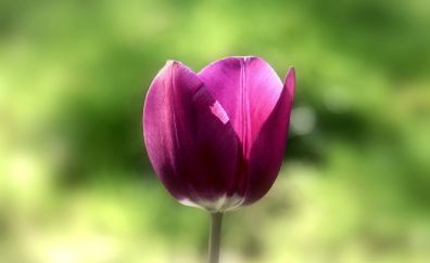 Flower, tulip bud, spring, bud