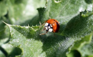 Ladybug, close up
