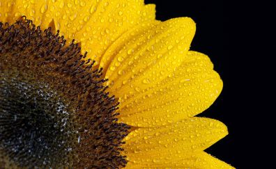 Sunflower petals, pollen, close up, drops