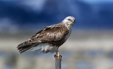 Hawk, predator, bird
