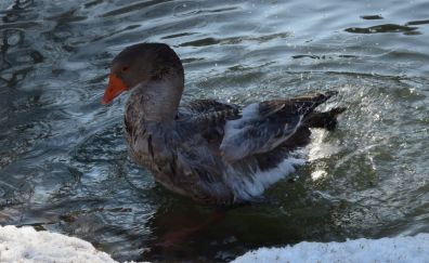 Goose, black bird, swimming