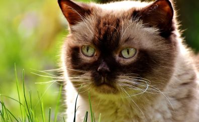 British Shorthair, cat, curious pet, animals