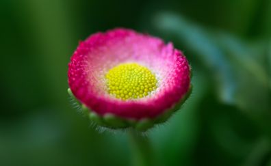 Daisy flower, pollen, macro, blur
