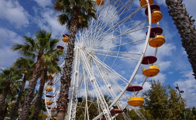 Ferris wheel of amusement and palm trees