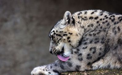 Snow Leopard, predator, wild cat, licking