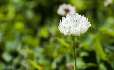 White flower, flower, blurred