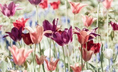 Tulip, flower field