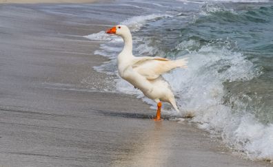 Goose, swimming, sea bird, sea waves
