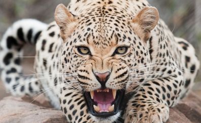 Leopard predator, face, teeth, aggressive