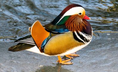 Animal, duck, mandarin duck, colorful