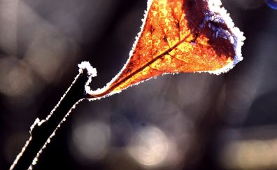 Dry leaf, winter frost, close up, bokeh
