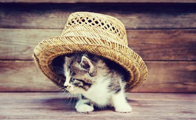 Kitten, baby cat hidden in hat