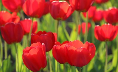 Beautiful red tulips flowers