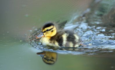 Baby duck, reflections