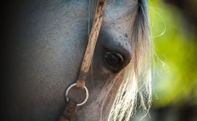 Horse, close up, eyes