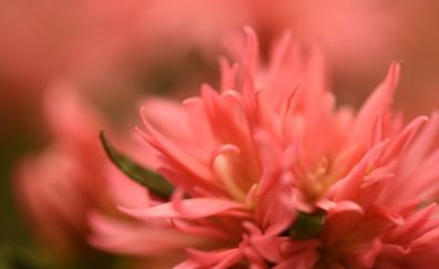 Pink flowers, petals, blur