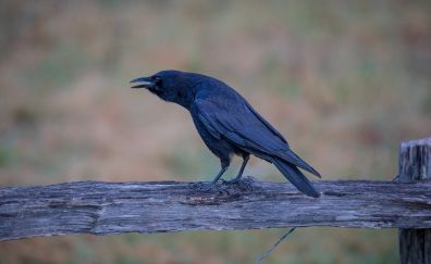 Crow black birds