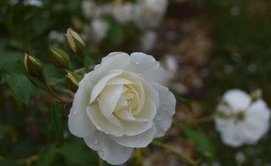 White rose, flower, dew drops, morning
