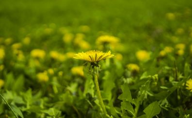 Meadow, wild yellow flowers, blur