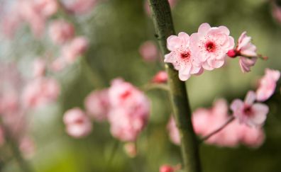 Pink flowers, blossom, tree branch, blur