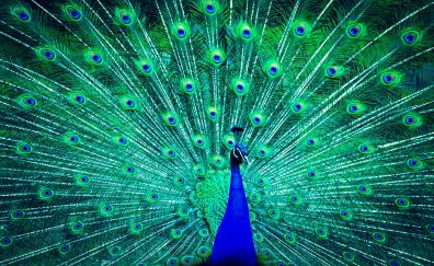 Peacock dance, feathers, colorful